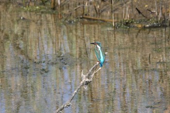 カワセミ 大阪南港野鳥園 2021年8月29日(日)