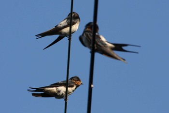 Barn Swallow 箕面山 Sun, 8/29/2021