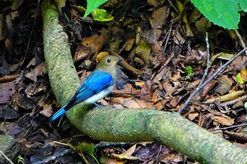 オオルリ 伊香保森林公園 2021年8月28日(土)