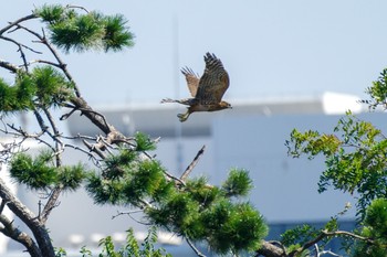 2021年8月28日(土) 東京港野鳥公園の野鳥観察記録