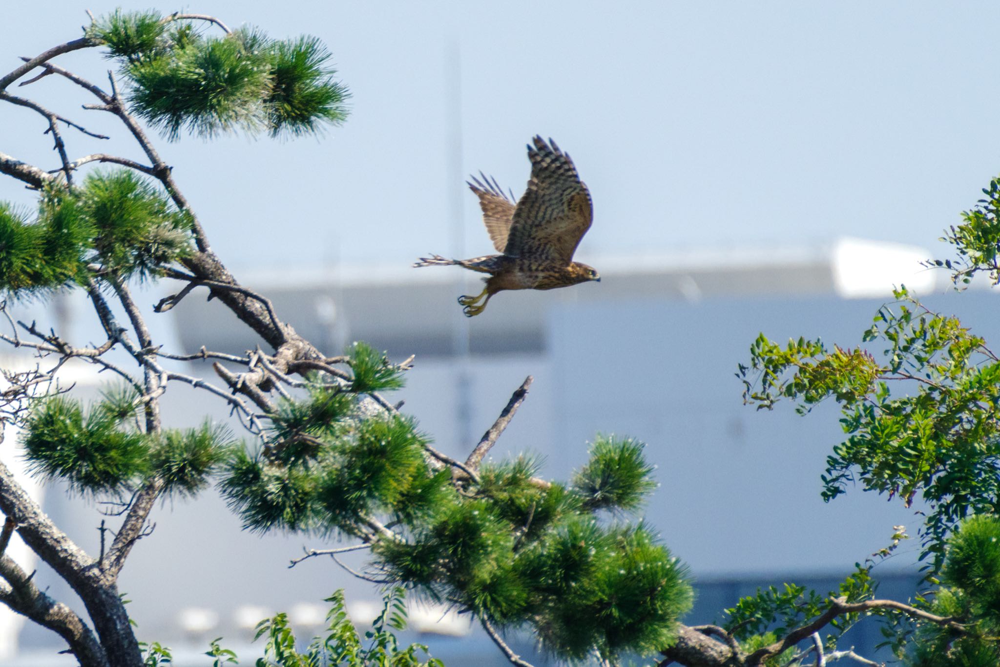 東京港野鳥公園 オオタカの写真 by Marco Birds