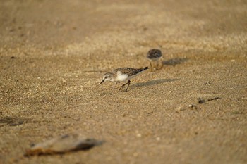 Red-necked Stint 飯梨川河口(島根県安来市) Mon, 8/30/2021