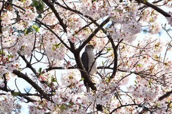 ツミ 大田区 2017年4月13日(木)