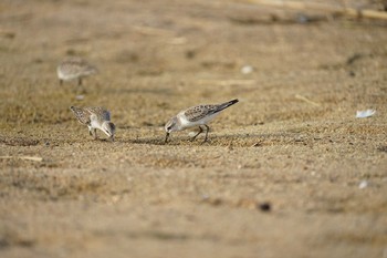 Red-necked Stint 飯梨川河口(島根県安来市) Mon, 8/30/2021