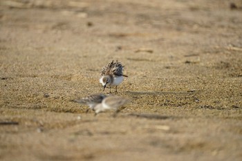 Red-necked Stint 飯梨川河口(島根県安来市) Mon, 8/30/2021