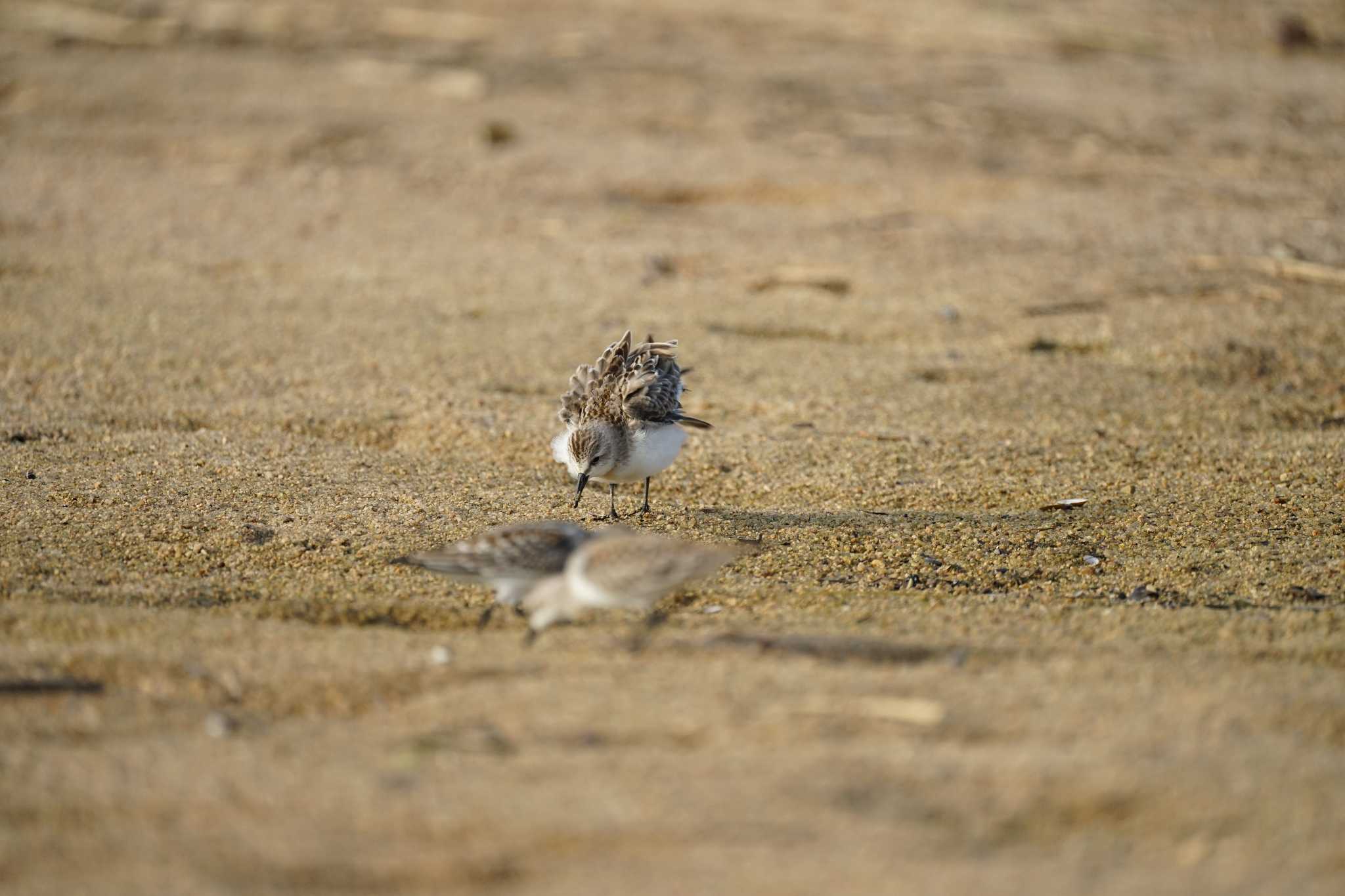 Photo of Red-necked Stint at 飯梨川河口(島根県安来市) by ひらも