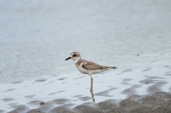 2021年8月29日(日) ふなばし三番瀬海浜公園の野鳥観察記録