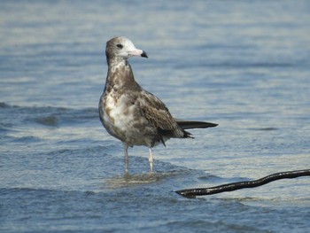 Mon, 8/30/2021 Birding report at Sambanze Tideland