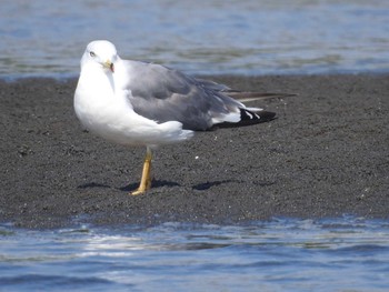 ウミネコ ふなばし三番瀬海浜公園 2021年8月30日(月)