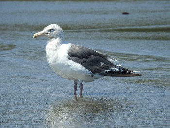 オオセグロカモメ ふなばし三番瀬海浜公園 2021年8月30日(月)