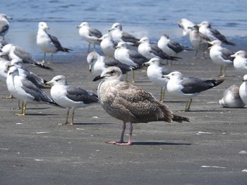 オオセグロカモメ ふなばし三番瀬海浜公園 2021年8月30日(月)