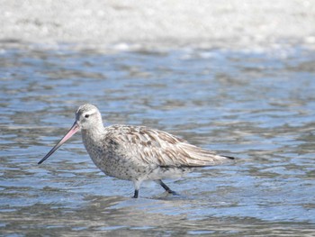 オオソリハシシギ ふなばし三番瀬海浜公園 2021年8月30日(月)