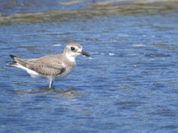 Greater Sand Plover Sambanze Tideland Mon, 8/30/2021