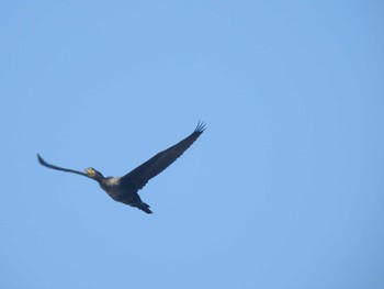 Great Cormorant Sambanze Tideland Mon, 8/30/2021