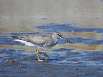 キアシシギ ふなばし三番瀬海浜公園 2021年8月30日(月)