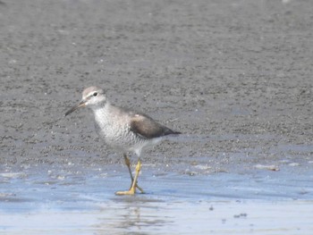 キアシシギ ふなばし三番瀬海浜公園 2021年8月30日(月)