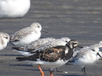 キョウジョシギ ふなばし三番瀬海浜公園 2021年8月30日(月)