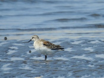 Red-necked Stint Sambanze Tideland Mon, 8/30/2021