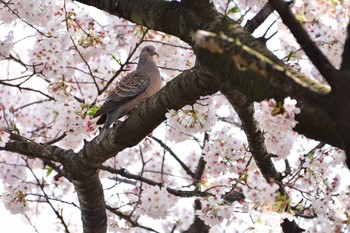 キジバト 大田区 2017年4月12日(水)