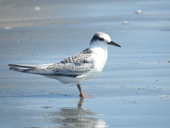 コアジサシ ふなばし三番瀬海浜公園 2021年8月30日(月)