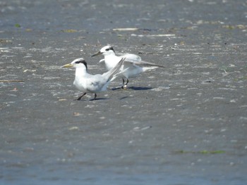 コアジサシ ふなばし三番瀬海浜公園 2021年8月30日(月)