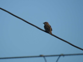 Eurasian Tree Sparrow Sambanze Tideland Mon, 8/30/2021