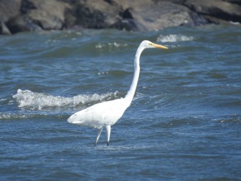 ダイサギ ふなばし三番瀬海浜公園 2021年8月30日(月)