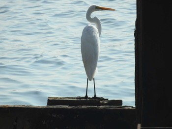 Great Egret Sambanze Tideland Mon, 8/30/2021