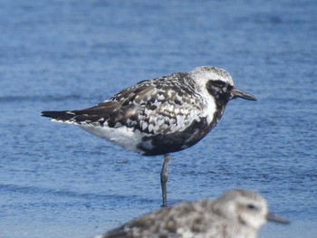 Grey Plover Sambanze Tideland Mon, 8/30/2021