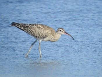 チュウシャクシギ ふなばし三番瀬海浜公園 2021年8月30日(月)