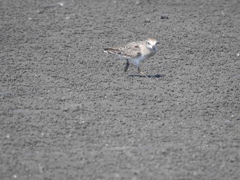 Red-necked Stint Sambanze Tideland Mon, 8/30/2021