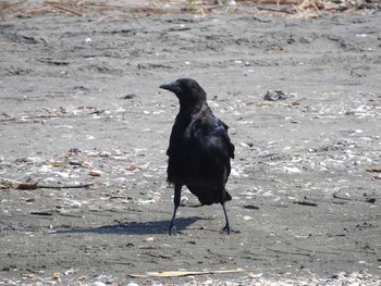 Carrion Crow Sambanze Tideland Mon, 8/30/2021