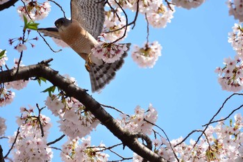 ツミ 大田区 2017年4月12日(水)