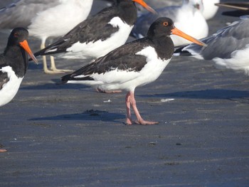 Eurasian Oystercatcher Sambanze Tideland Mon, 8/30/2021