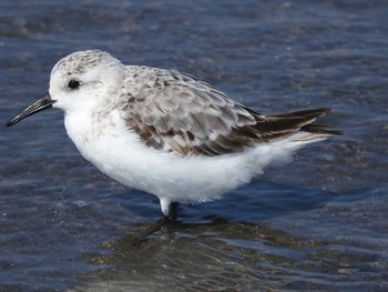 ミユビシギ ふなばし三番瀬海浜公園 2021年8月30日(月)