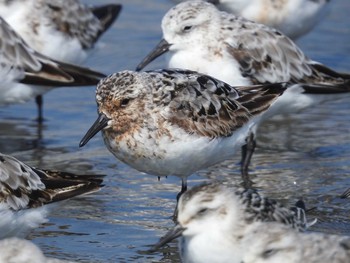 ミユビシギ ふなばし三番瀬海浜公園 2021年8月30日(月)