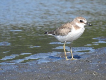 Siberian Sand Plover Sambanze Tideland Mon, 8/30/2021