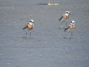 メダイチドリ ふなばし三番瀬海浜公園 2021年8月30日(月)