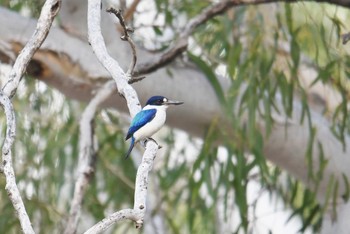 Forest Kingfisher Lake Field National Park Sun, 10/20/2019