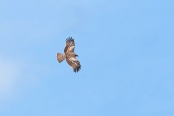 トビ 青森県小川原湖 2021年8月30日(月)