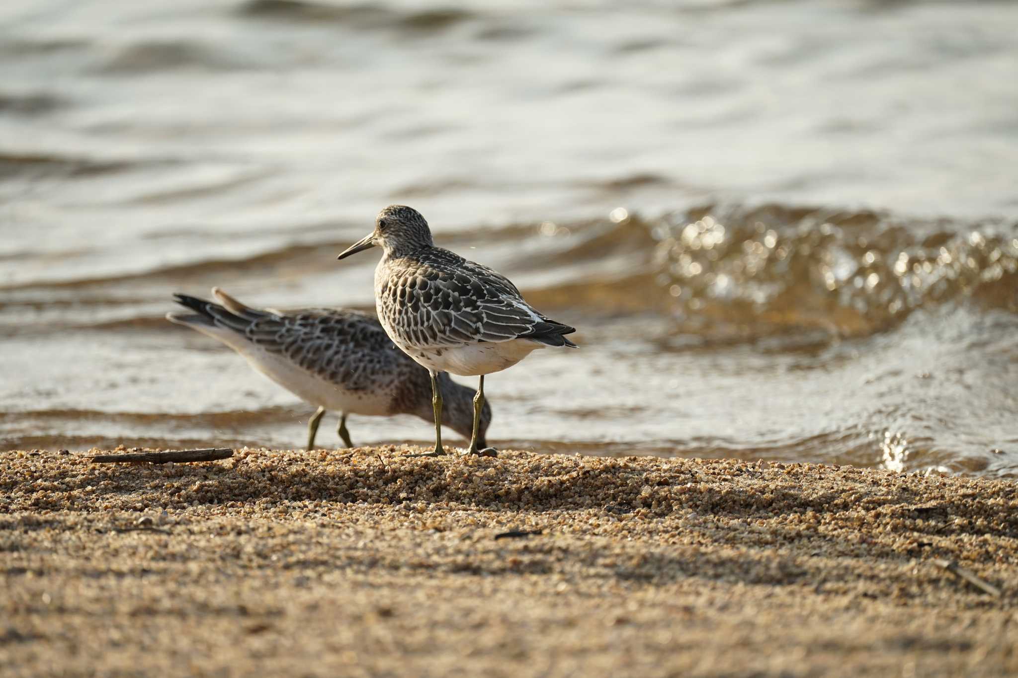 Photo of Great Knot at 飯梨川河口(島根県安来市) by ひらも