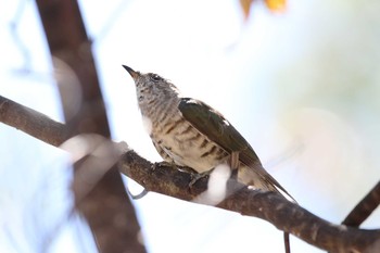 Shining Bronze Cuckoo