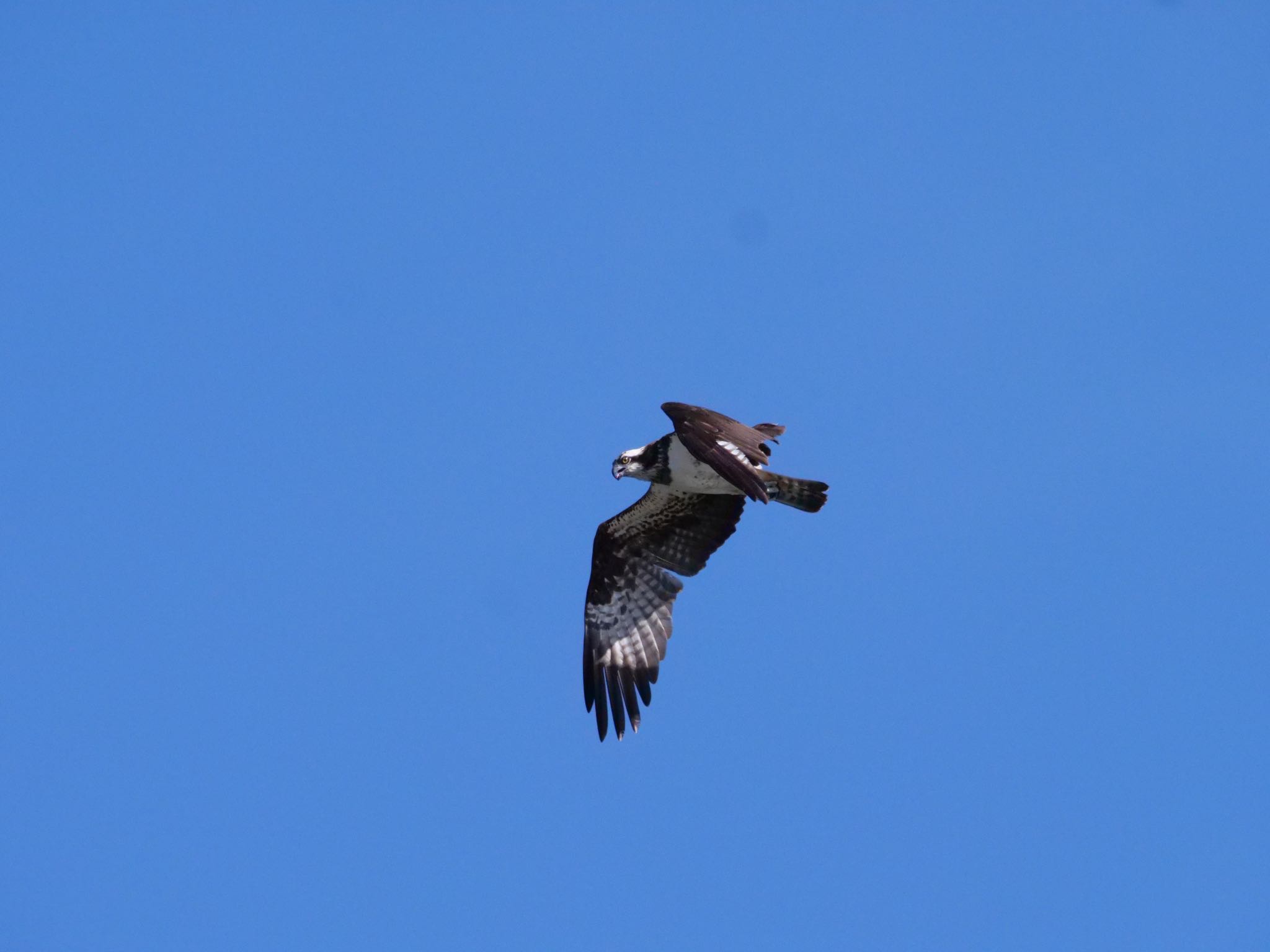 Photo of Osprey at 新川河口(札幌市) by shontak