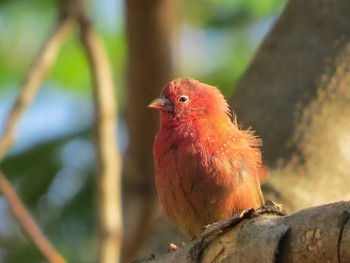 Red-billed Firefinch ザンビア Unknown Date