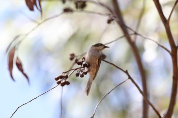 Brown-headed Honeyeater