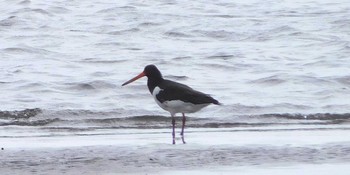 Eurasian Oystercatcher Sambanze Tideland Sun, 8/29/2021