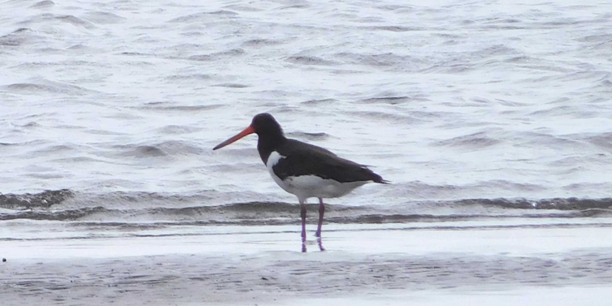 Eurasian Oystercatcher