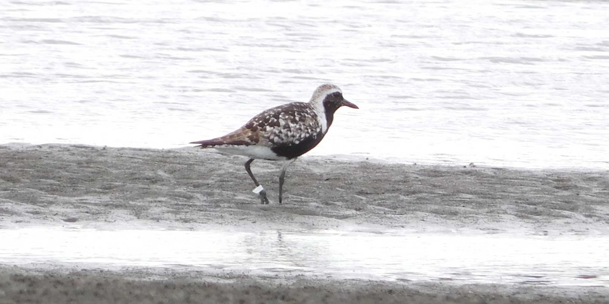 Grey Plover