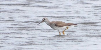 キアシシギ ふなばし三番瀬海浜公園 2021年8月29日(日)