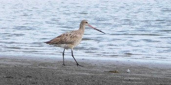 オオソリハシシギ ふなばし三番瀬海浜公園 2021年8月29日(日)